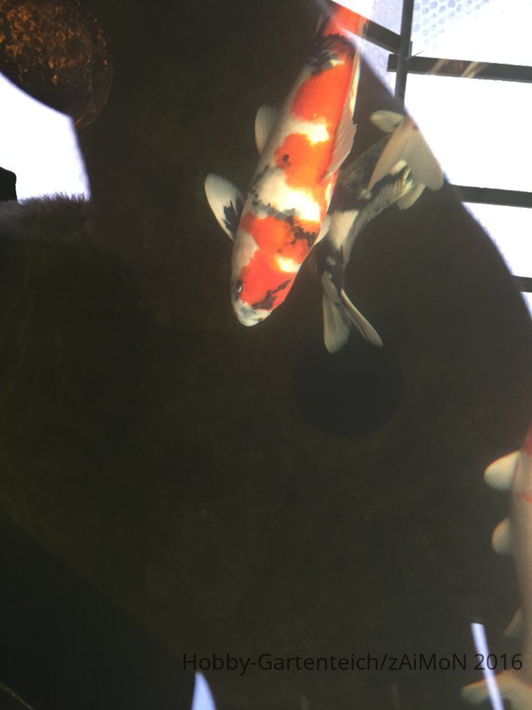 image.jpeg