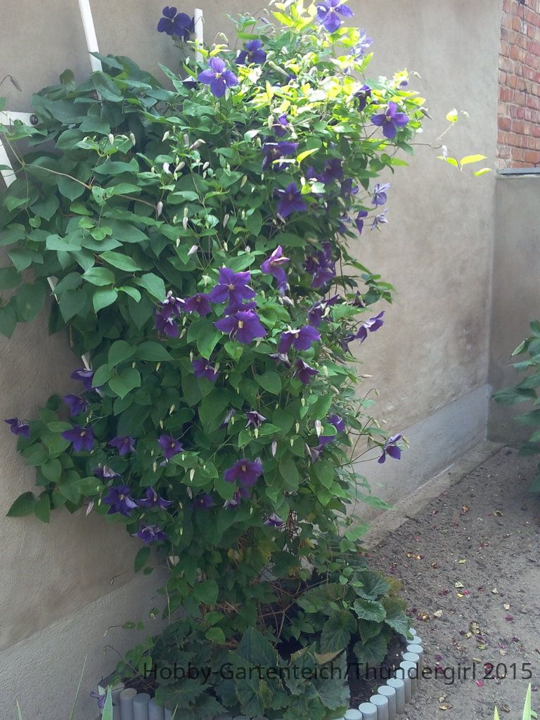 IMG_20150703_132558.jpg