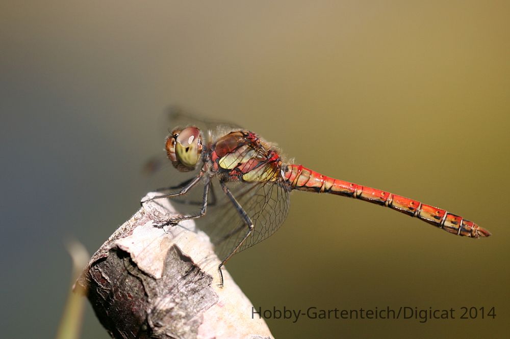 IMG_4009_2011-08-25_Sumpf-Heidelibelle_Sympetrum depressiusculum_Garten-Biotop_QF.JPG