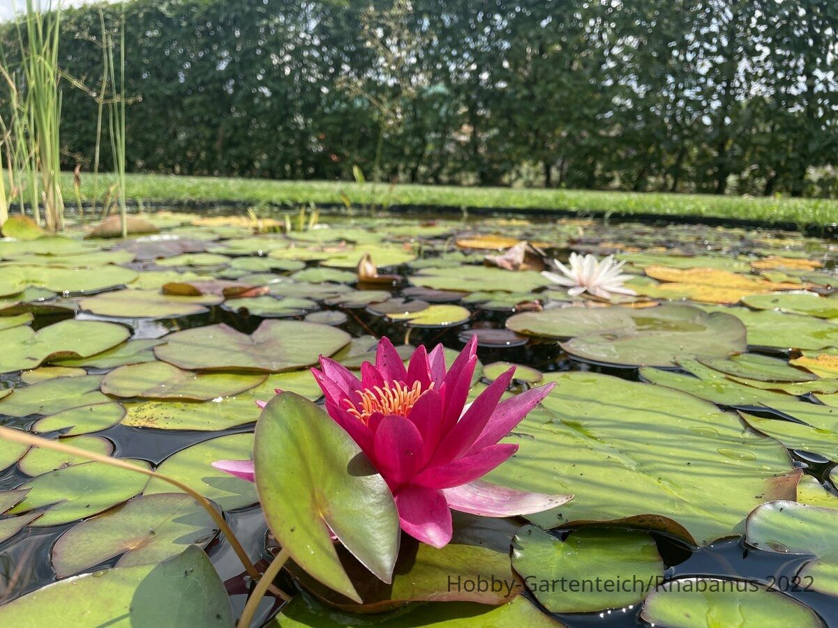 IMG_6048_seerose3.jpg