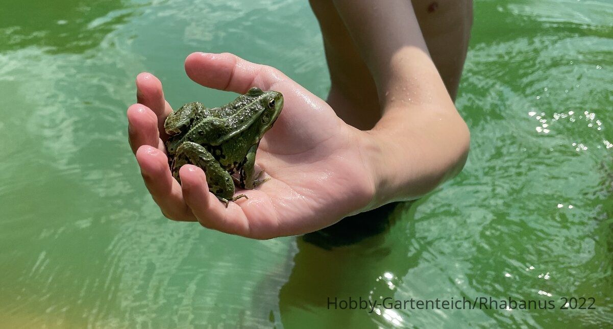 IMG_6052_frosch.jpg