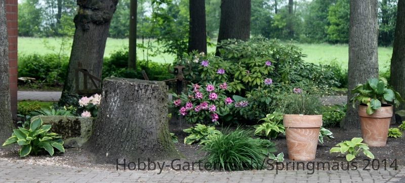 IMG_8026 (800x363).jpg