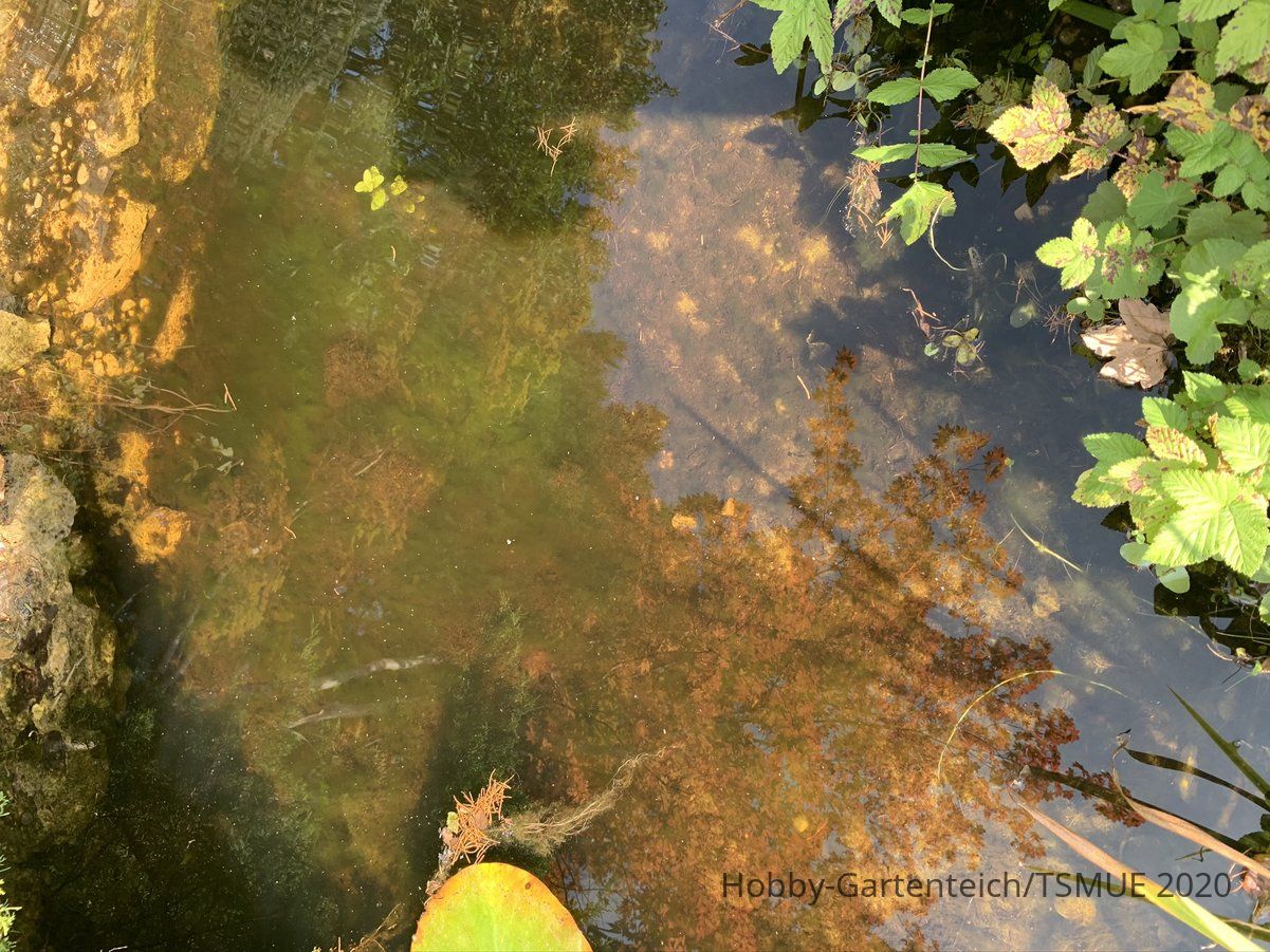 www.hobby-gartenteich.de