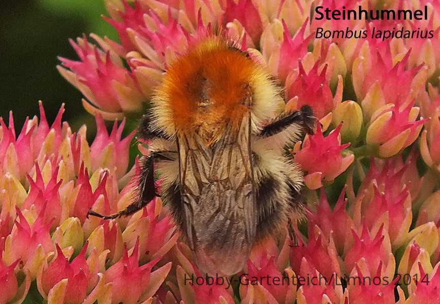 K800_Bombus lapidarius.JPG