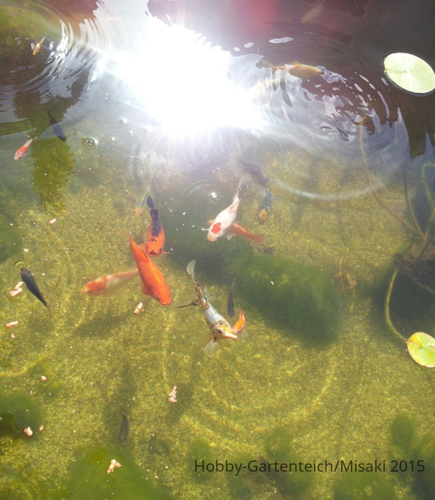 koi laura.jpg