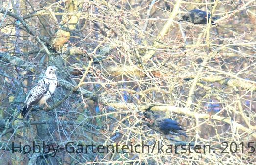 Krähen bussard.jpg