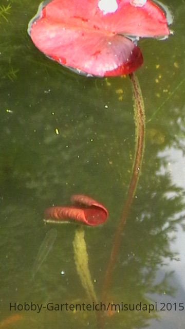 libelle 001.JPG
