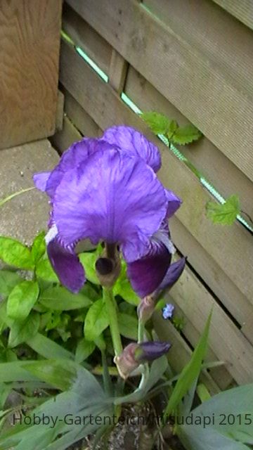lila Iris 3.JPG