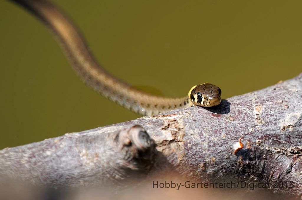 M1090636_2015-08-09_natrix-natrix_Ringelnatter.jpg