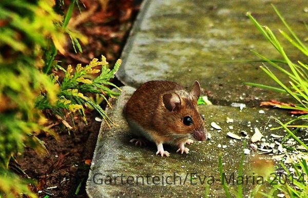Maus_mouse_im Garten_braun2_600.JPG
