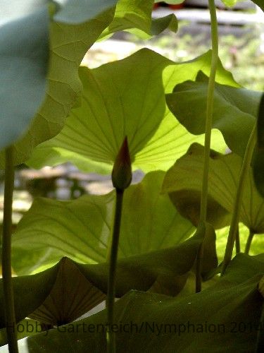 Nelumbo nucifera 04.jpg