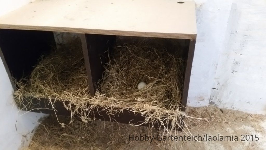nest.jpg