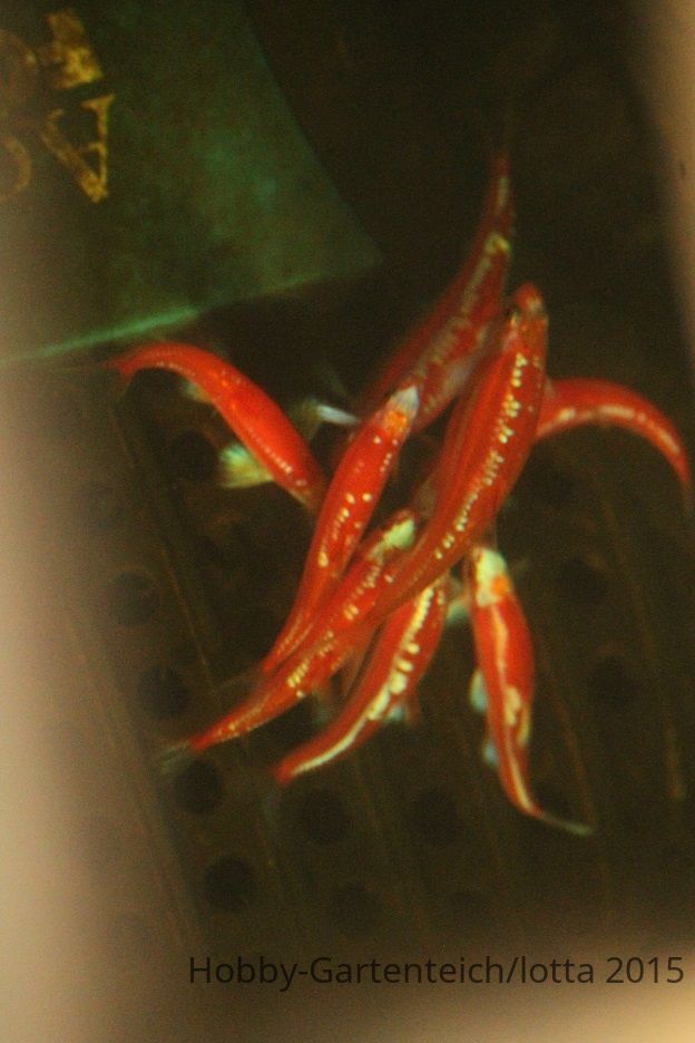 Notropis1a.jpg