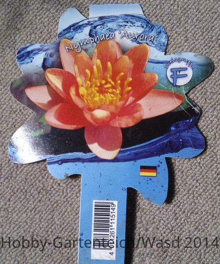 Nymphaea Aurora.jpg