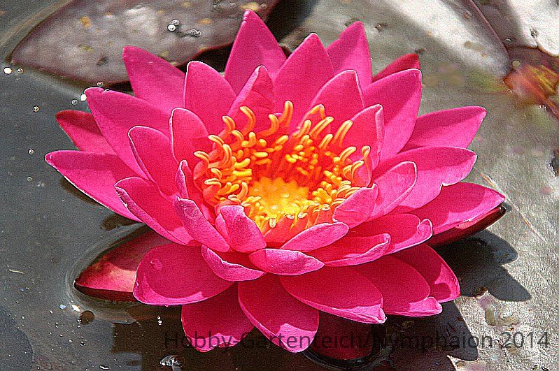Nymphaea Bella Vista 02.jpg