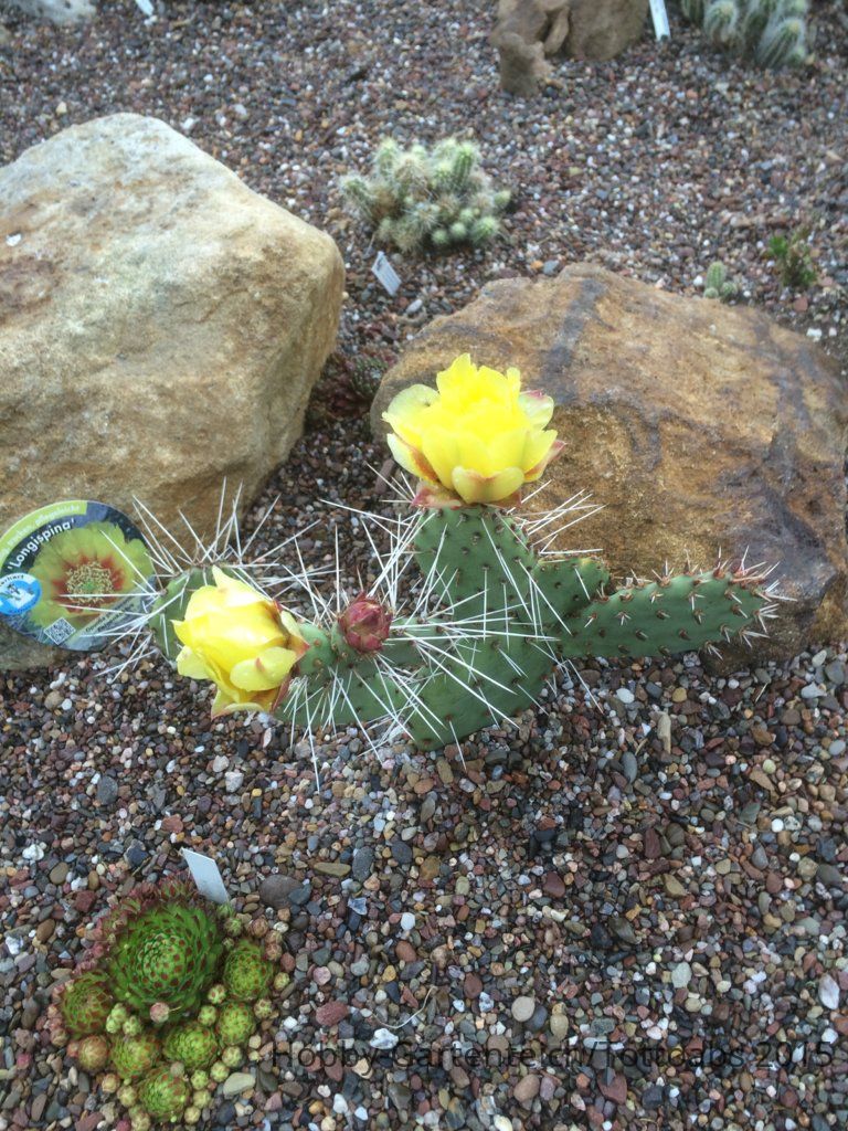 Opuntia phaeacantha longispina Feigen Kaktus 2015.07.05 002.jpg
