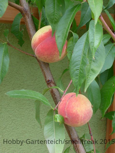 P1020267.JPG