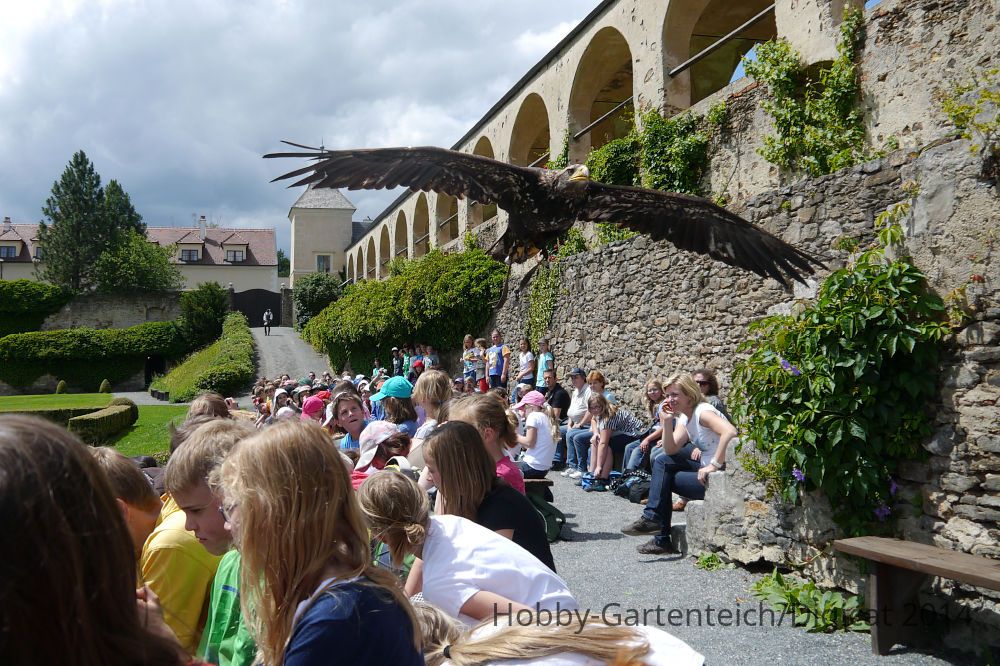 P1070415_2012-06-14_Rosenburg_Seeadler_Publikum.JPG