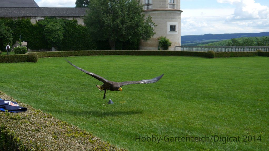 P1070429_2012-06-14_Rosenburg_Greifvogelvorführung_Riesenseeadler.JPG