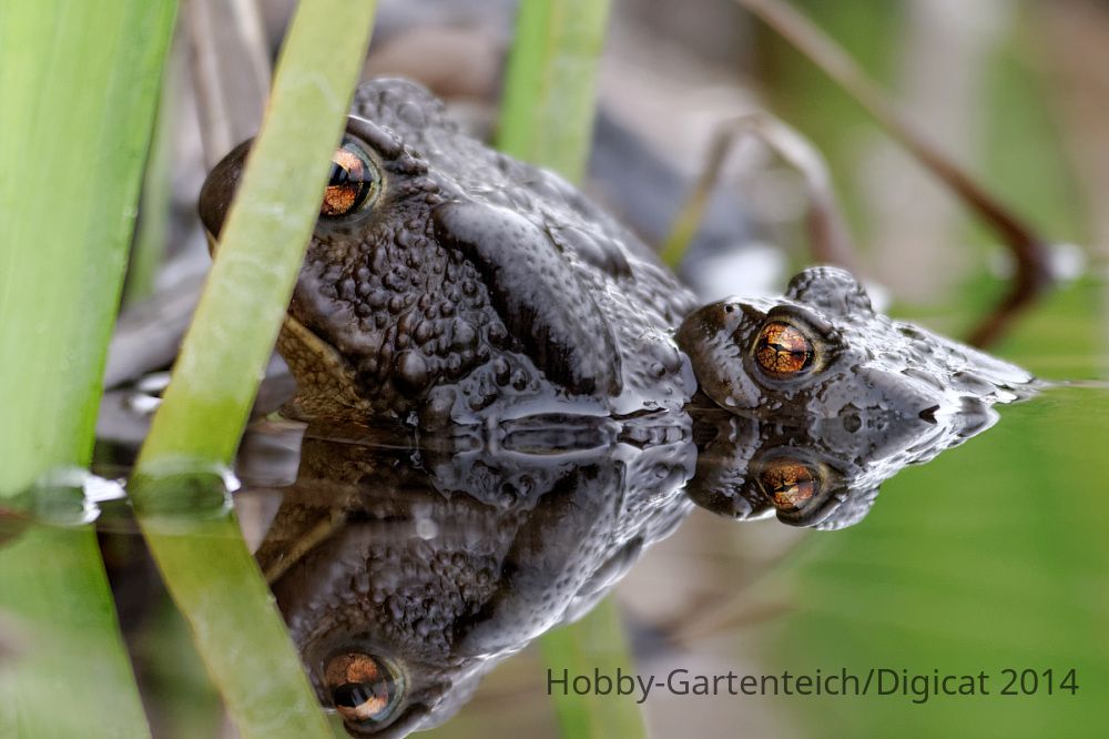 P1180273_2014-04-04_Bufo-Bufo-Paar.jpg