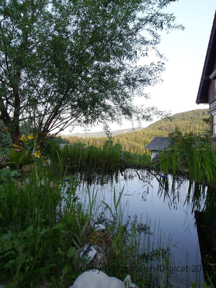 p1200434_2014-06-07_teich-jpg.133196