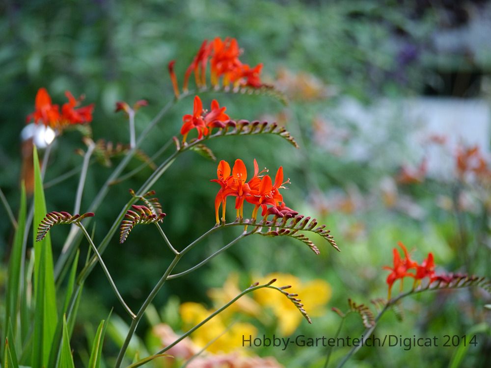 P1220710_2014-07-16_Montpretie_Crocosmia-×-crocosmiiflora.JPG