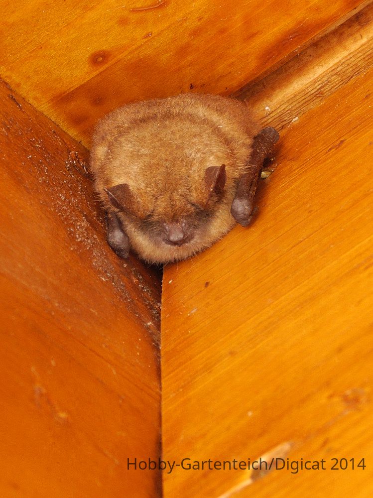P1230298_2014-08-17_kleines-Mausohr_Myotis-blythii_HGT.JPG