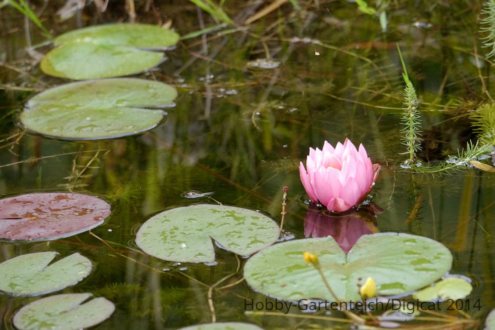 P1230370_2014-08-26_unbekannte-Seerose_mit-Umfeld.JPG