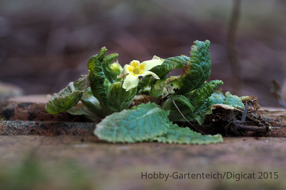 P2152166_2015-02-15_Primel_Makro.JPG