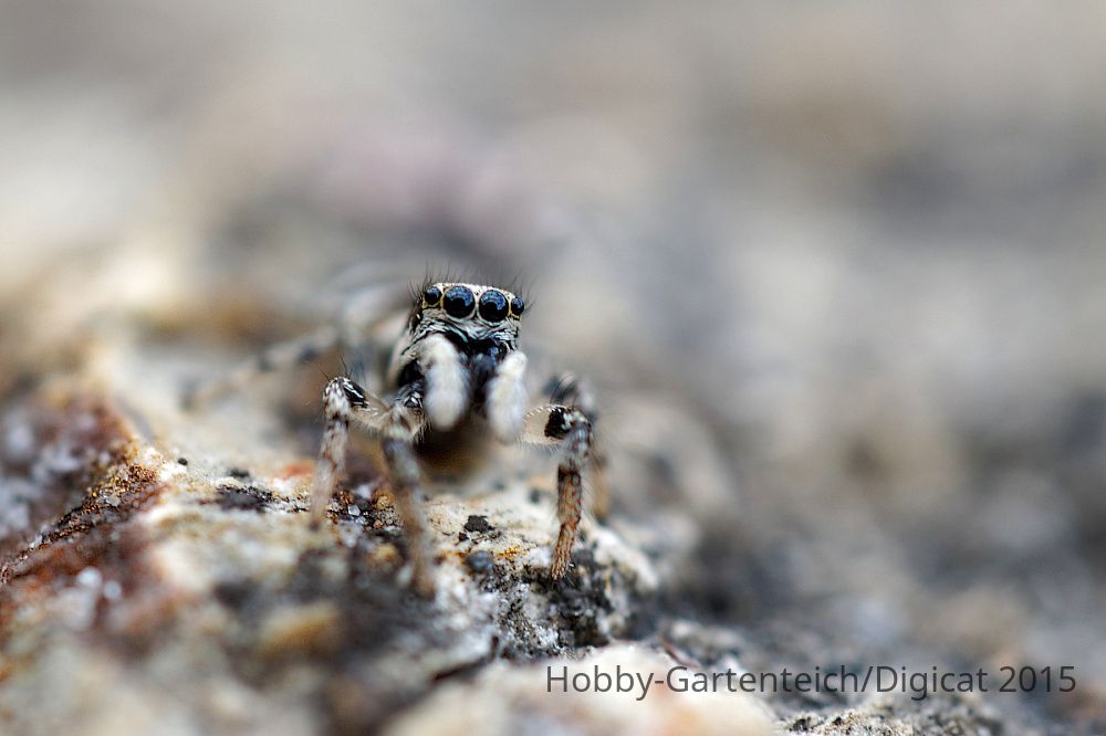 P4121262_2015-04-12_Springspinne3264x2173_DxO_HGT.jpg