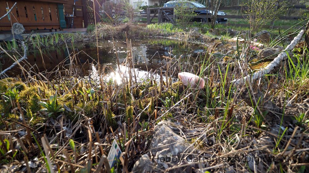 P4221561_2015-04-20_Pflanzenteich.JPG