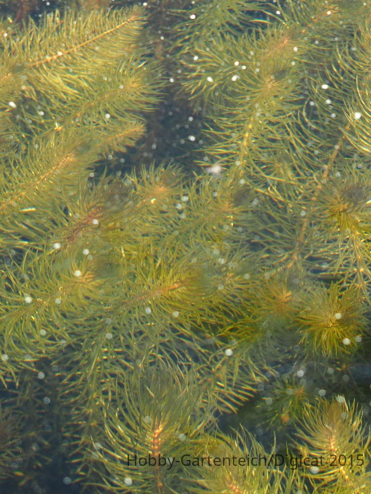 P5081860_2015-05-08_Submerse-Tannenwedel.JPG
