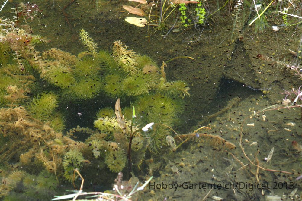 P5132017_2015-05-13_Kaulquappen_Bufo-bufo.JPG