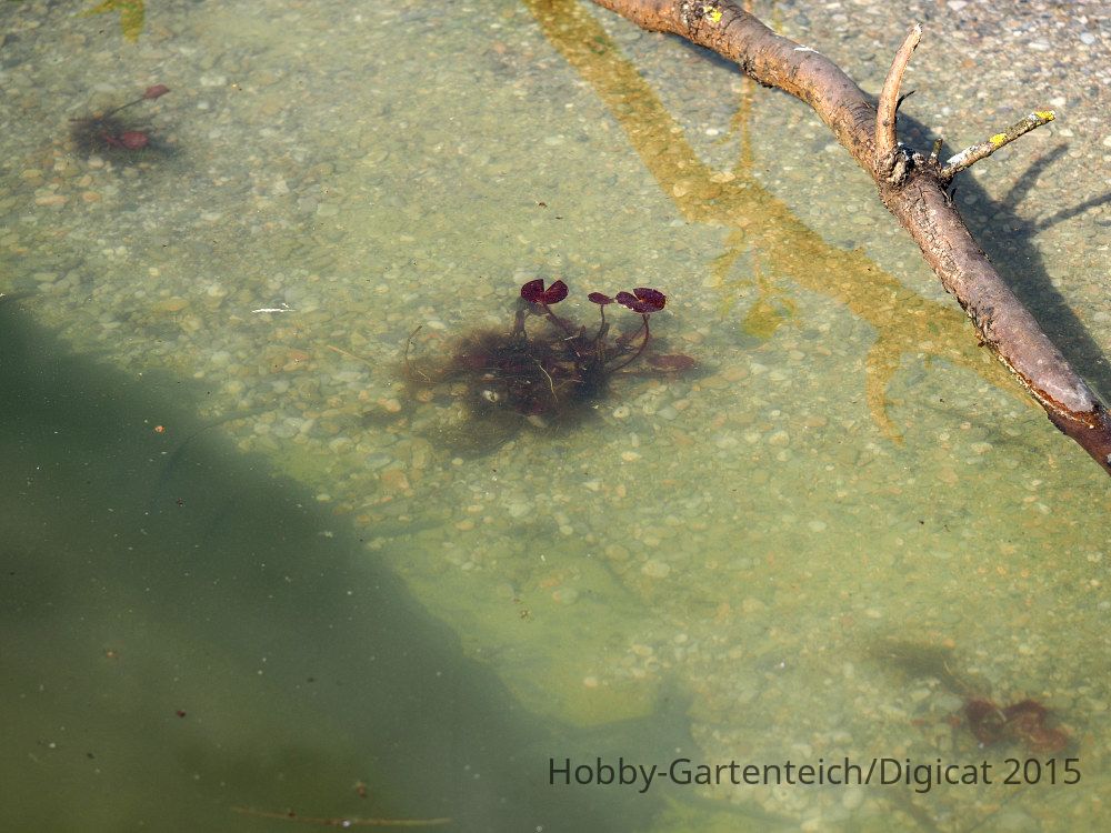 P5162044_2015-05-16_Seerose.JPG