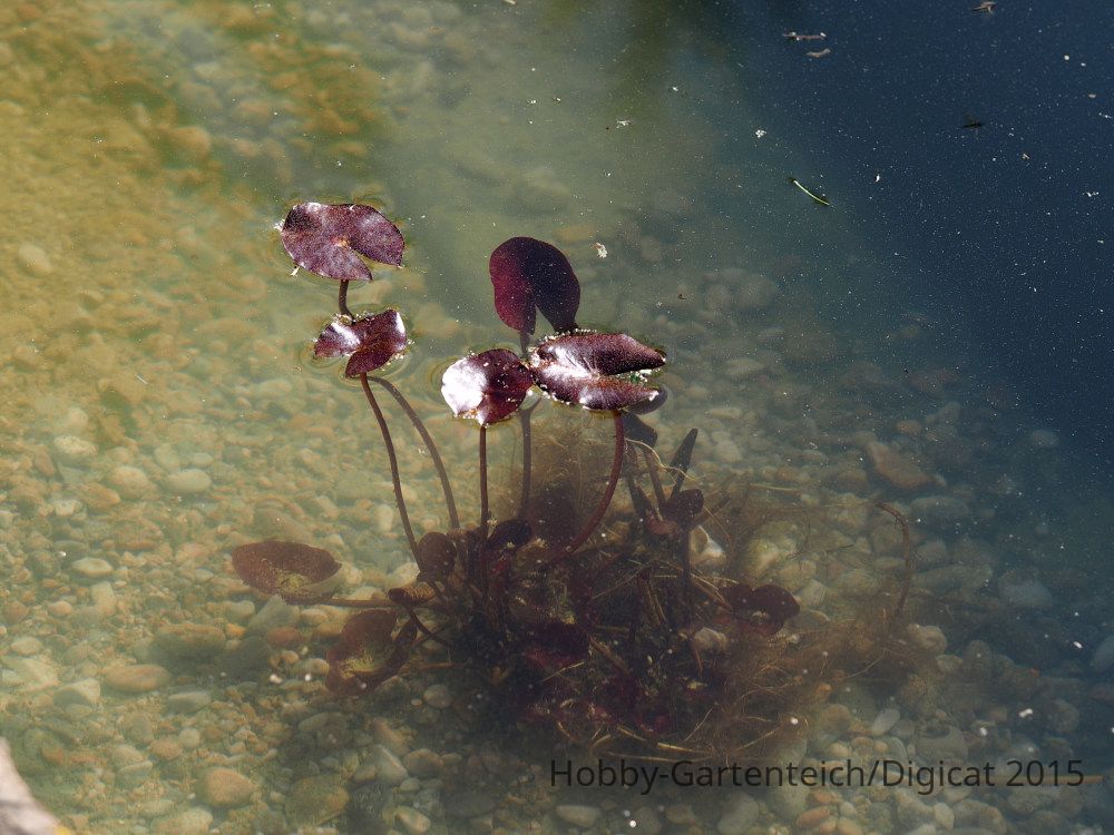 P5172088_2015-05-17_Seerose.JPG