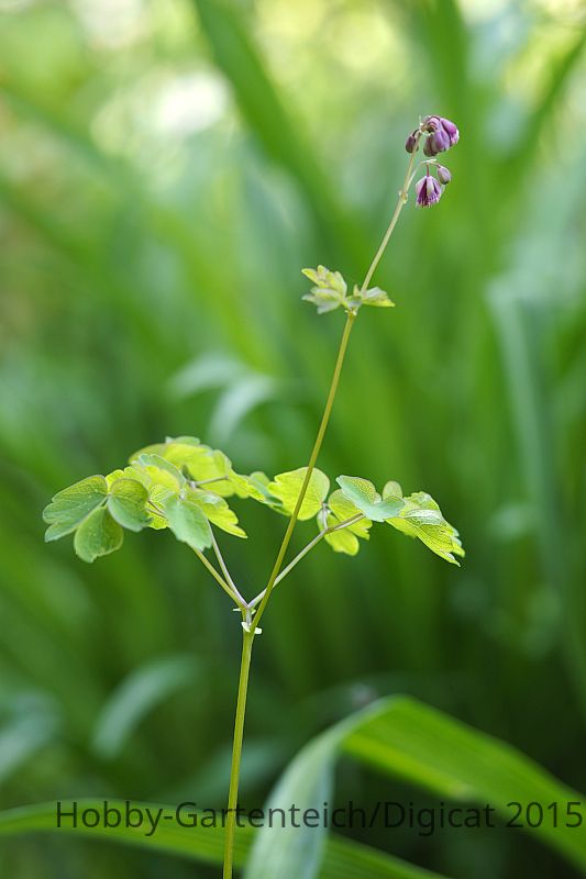 P5292338_2015-05-29_Akeleiblaettrige-Wiesenraute_Thalictrum-aquilegiifolium.JPG