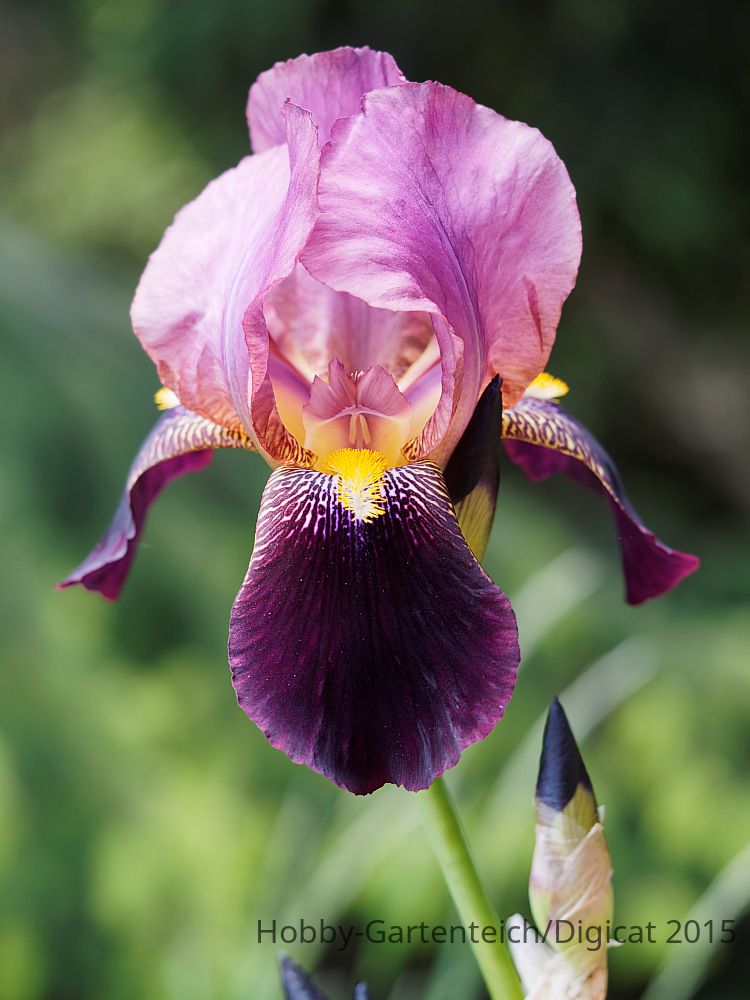 P5312543_2015-05-31_Bart-Iris.jpg