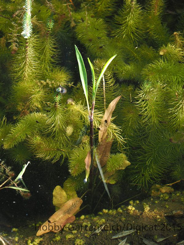 P5312640_2015-05-31_Zungenhahnenfuss_kleiner-Teich.JPG