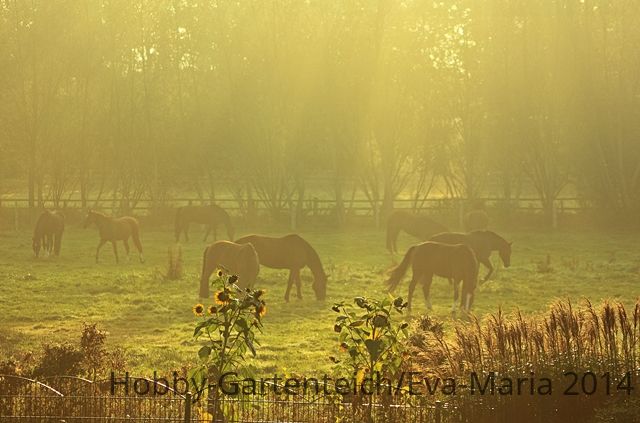 Pferde im Morgennebel1_640.JPG