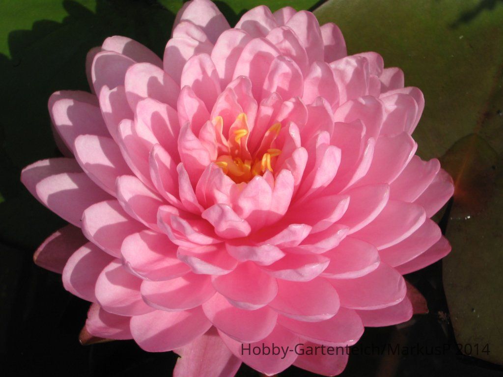 Pink Pom Pom1.jpg