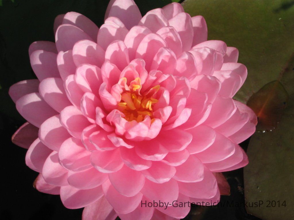 Pink Pom Pom2.jpg