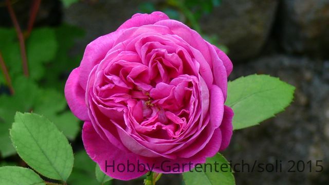 Rosa.jpg