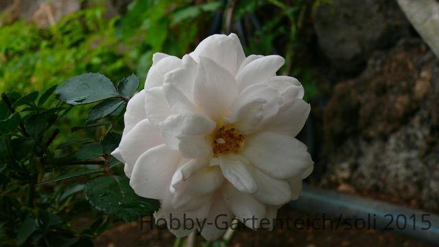 Rose.jpg
