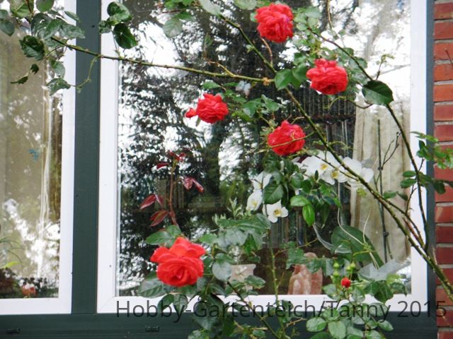 Rosen 010714 15.JPG