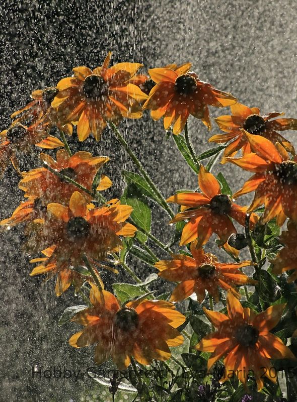 Rudbeckie_Prairie Sun_water_drops_rain_Gegenlicht1_800.JPG