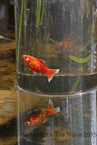 Sarasa_Fischturm_Spiegelung_mirror2_600.JPG