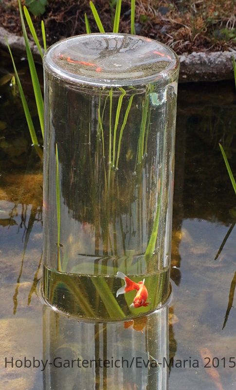 Sarasa_Fischturm_Spiegelung_mirror3_800.JPG