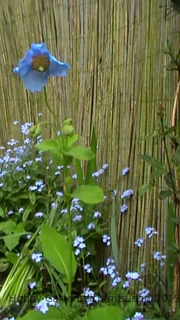 Scheinmohn 2.JPG