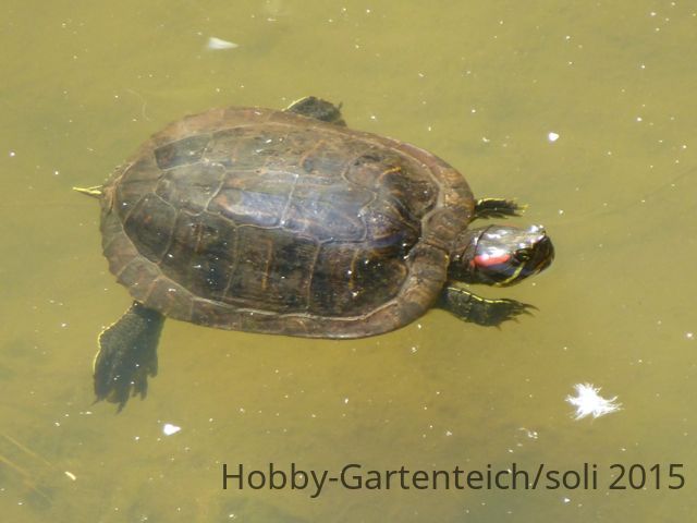Schildkröte.jpg