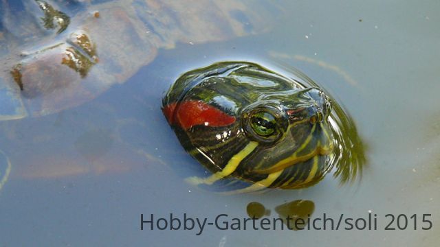 Schildkröte.jpg